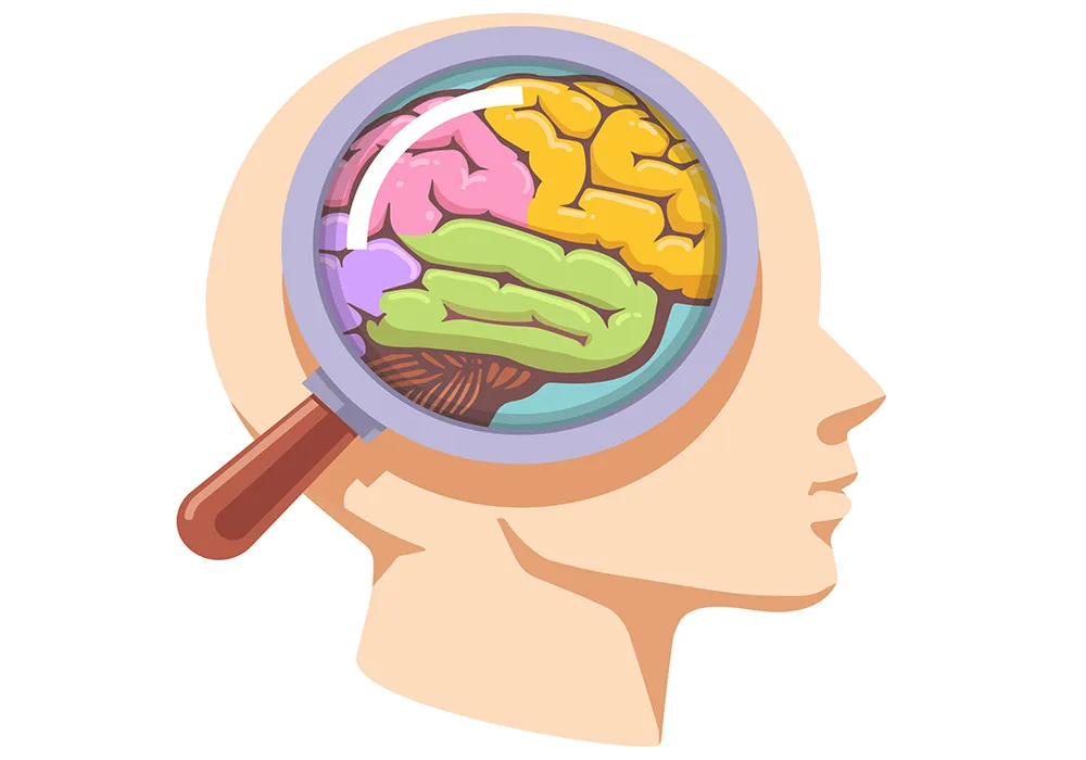 آشنایی با لوب‌های مغز انسان و نقش هرکدام در حافظه، گفتار و حرکت